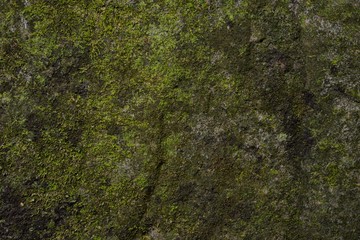 green moss texture and background