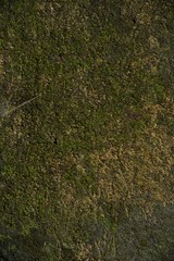 green moss texture and background