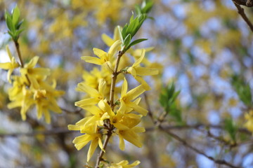 Forsythia stem in bloom