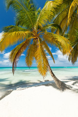 Fototapeta na wymiar White sandy beach with sea and palms