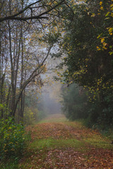 forest fog trail
