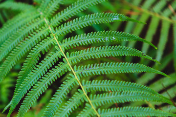 green fern plant