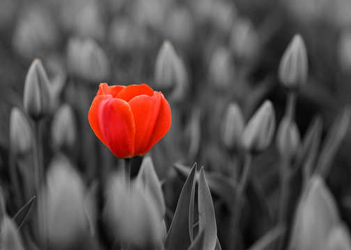 red tulip in the field