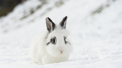 White and cute rabbit sitting in snow. Winter in Krasnaya Polyana. Sochi, Russia.