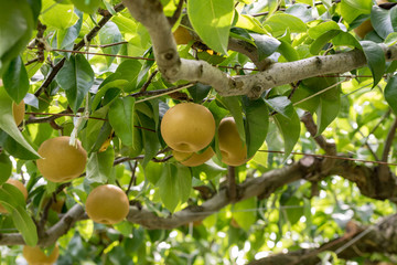 Japanese pear fruit, on the branch