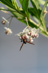 balloon cotton bush flower and Paper wasp