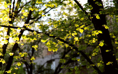 Openwork green trees on a sunny day. Blur, close-up, side view, plenty of space for text, horizontal. Concept of natural beauty.