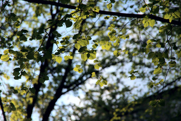 Openwork green trees on a sunny day. Blur, close-up, side view, plenty of space for text, horizontal. Concept of natural beauty.