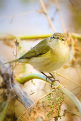 Cute little birds. Nature background.
