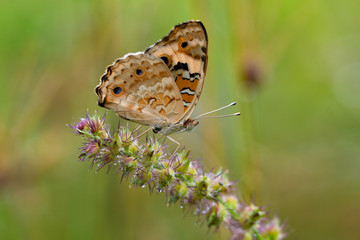 beautiful butterfly on a flower