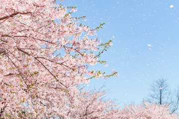 桜吹雪