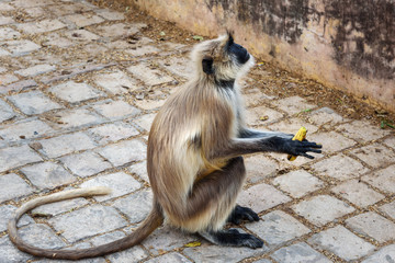 Gray langur monkey with banana In Amber fort. India