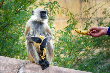 Gray langur monkey eating bananas In Amber fort. India