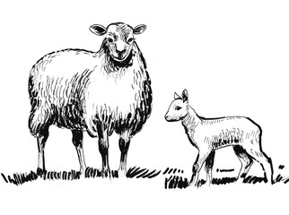 Sheep and baby. Ink black and white illustration