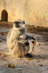 Gray langur monkey with baby eating banana in Amber fort. India
