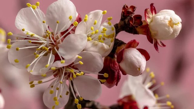 Apricto fruit flower blossom timelapse on a pink background