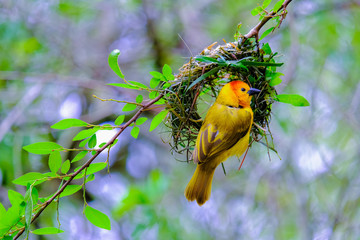 Yellow bird on tree branch building bird`s nest warbler