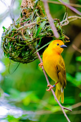 Yellow bird on tree branch building bird`s nest warbler