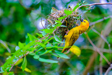 nest warbler,branch building,tree branch,yellow bird,bird,branch,building,nest,tree,yellow,animal,animals,asia,background,beak,beautiful,birds,coast,colonies,colorful,field,flight,flowers,fly