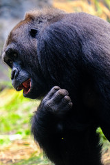 Black gorilla closeup portrait tickling laughing turn back