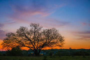 Fototapeta premium Wonderful Sunset with big tree, sunrise, oak,