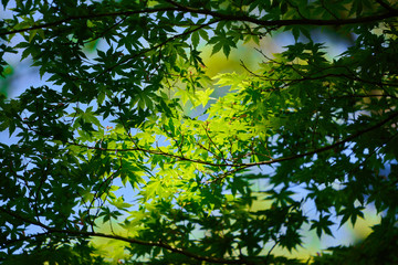 光の当たる新緑のカエデ