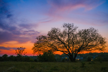 Fototapeta premium Wonderful Sunset with big tree, sunrise, oak,