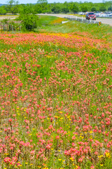 Roadside flowers carpet in Texas Austin colorful blooming blossom spring