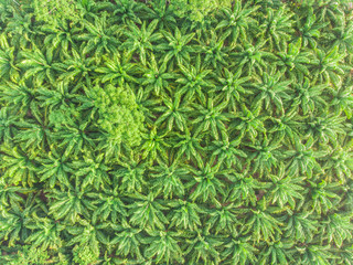 Aerial view palm plantation green forest morning sunrise