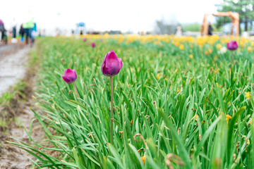 Late blooming tulip in a flower field at a tulip festival, with a muddy walkway for tourists. Real farm growing tulips.