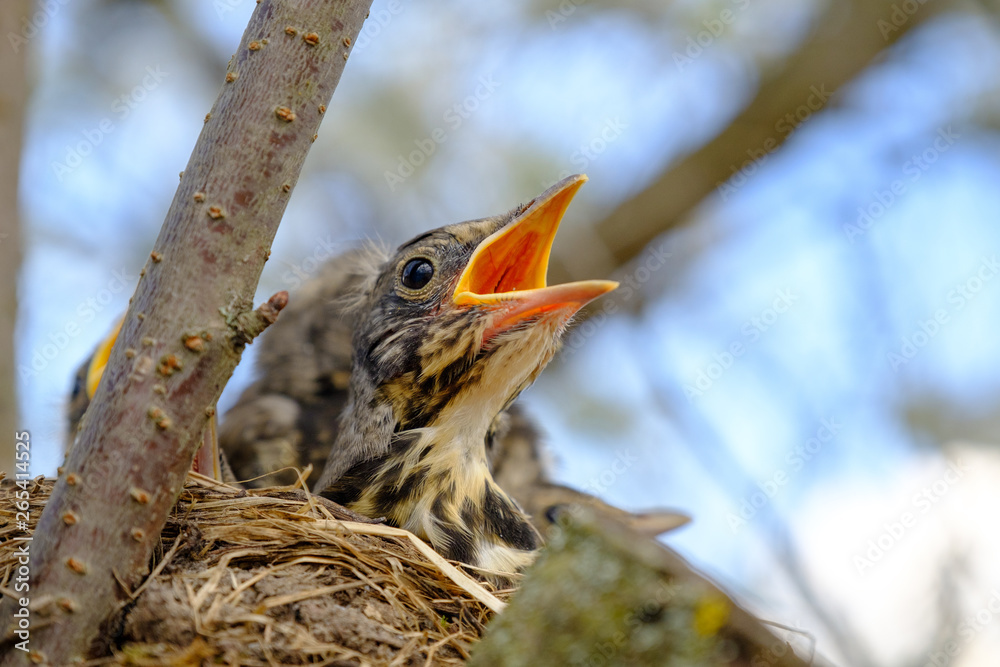 Wall mural Bird brood in nest on blooming tree, baby birds, nesting with wide open orange beaks waiting for feeding.