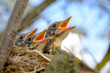 Bird brood in nest on blooming tree, baby birds, nesting with wide open orange beaks waiting for feeding.
