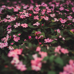 pink flowers in the garden