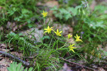 The first spring yellow Holly small flowers with thin narrow green leaves bloomed in the forest