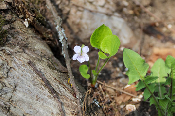 The first lonely spring blue little violet with fresh green leaves blossomed in the forest