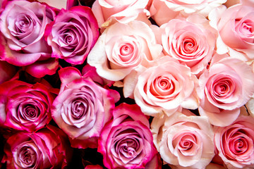 Blurred of sweet roses in pastel color style on soft blur bokeh texture for background