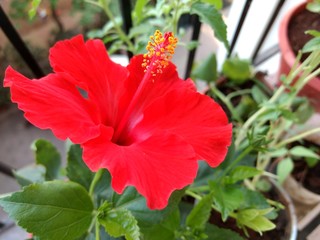 Hibiscus Flower