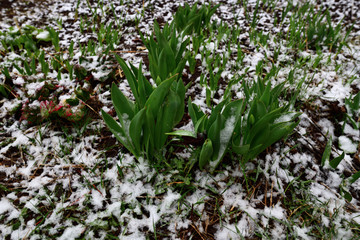 leaves of spring soil tulips covered with last snow
