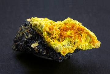 Spray of becquerelite crystals with uranophane needles from the old Shinkolobwe mine in Katanga Zaire. Bright yellow color radioactive mineral made of Uranium with sharp and fine crystals.