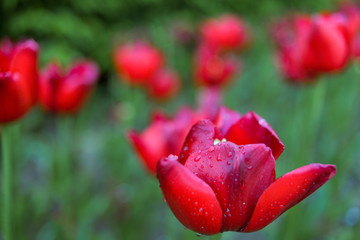 Red tulips on a field