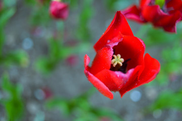 Fototapeta premium Red tulips on a field