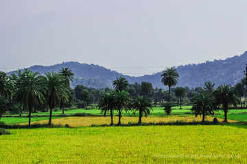 these landscape in dandkarnay ,Chhatisgarh ,India ,(where shri ram was exiled)