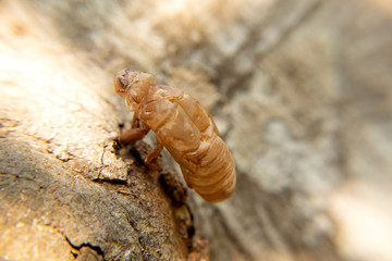 macro cicada molting insect stic on tree