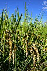 Rice filed, the harvest season