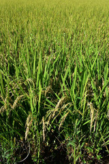 Rice filed, the harvest season