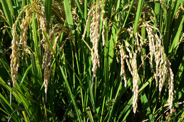 Rice filed, the harvest season
