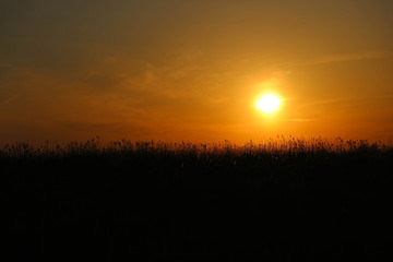 Obraz premium Beautiful colorful sunset over the reed field
