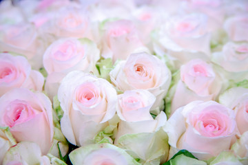 Blurred of sweet white-pink roses in pastel color style on soft blur bokeh texture for background