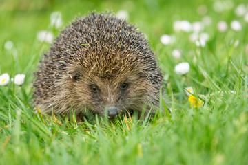 Hedgehog in garden, wild, free roaming hedgehog, taken from within a wildlife hide to monitor the health and population of this favourite but declining mammal, copy space