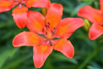 Macro photography, close-up orange Lily. Horizontal photography